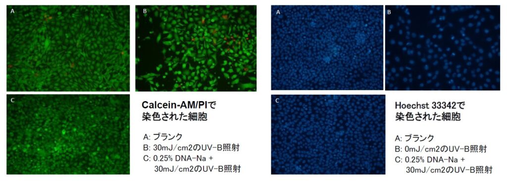 UV-Bによるダメージを修復する